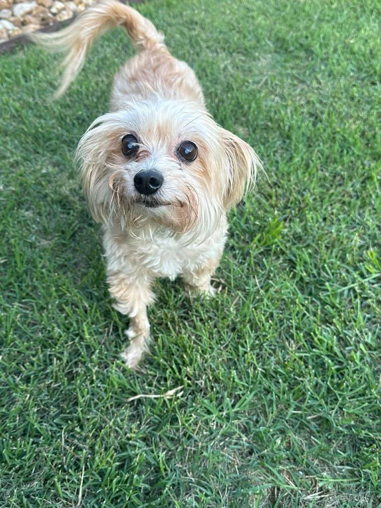 Enlarge Dina Flintstone, a Adoptable Maltese in Bryan, TX image 3/5