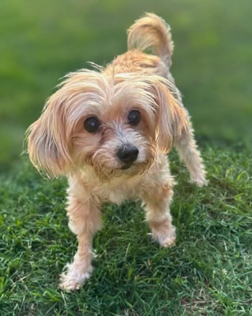 Enlarge Dina Flintstone, a Adoptable Maltese in Bryan, TX image 4/5