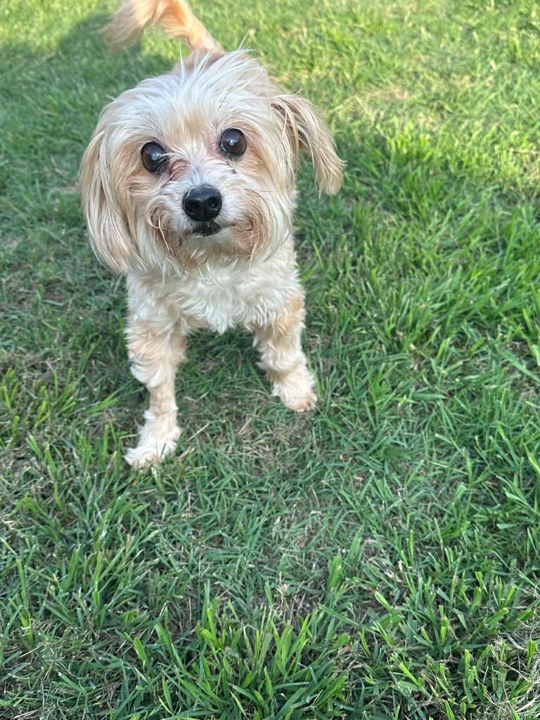Enlarge Dina Flintstone, a Adoptable Maltese in Bryan, TX image 5/5