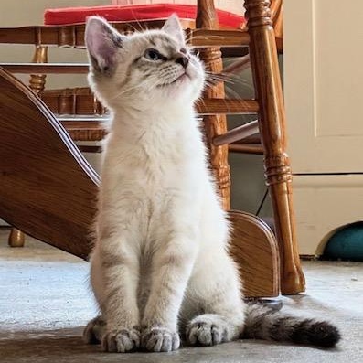 Sara (bonded with Mystique), Adoptable, Kitten Female Siamese.