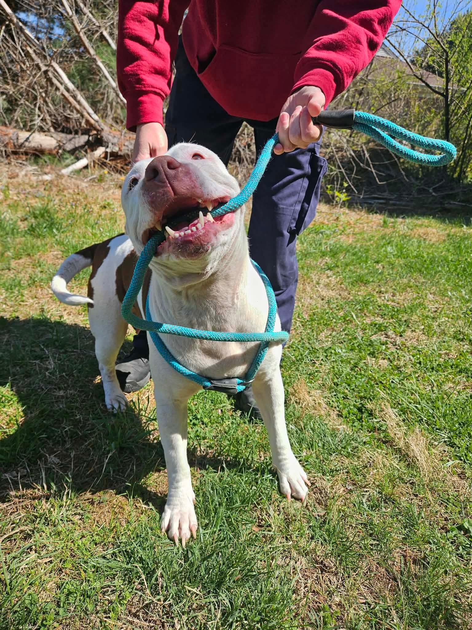 Enlarge Misty, a ADOPTABLE Pit Bull Terrier in Culpeper, VA image 4/6