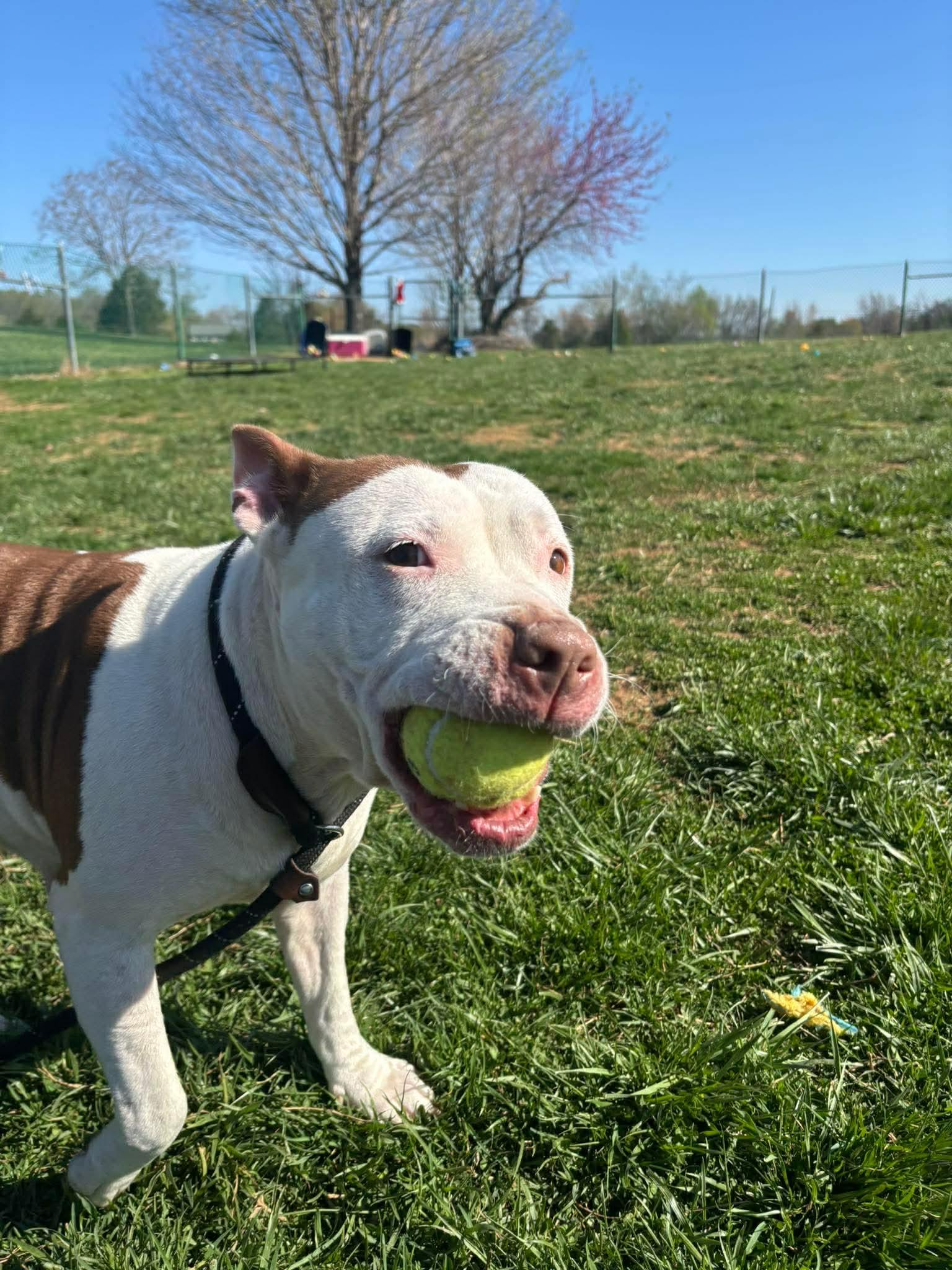 Enlarge Misty, a ADOPTABLE Pit Bull Terrier in Culpeper, VA image 5/6