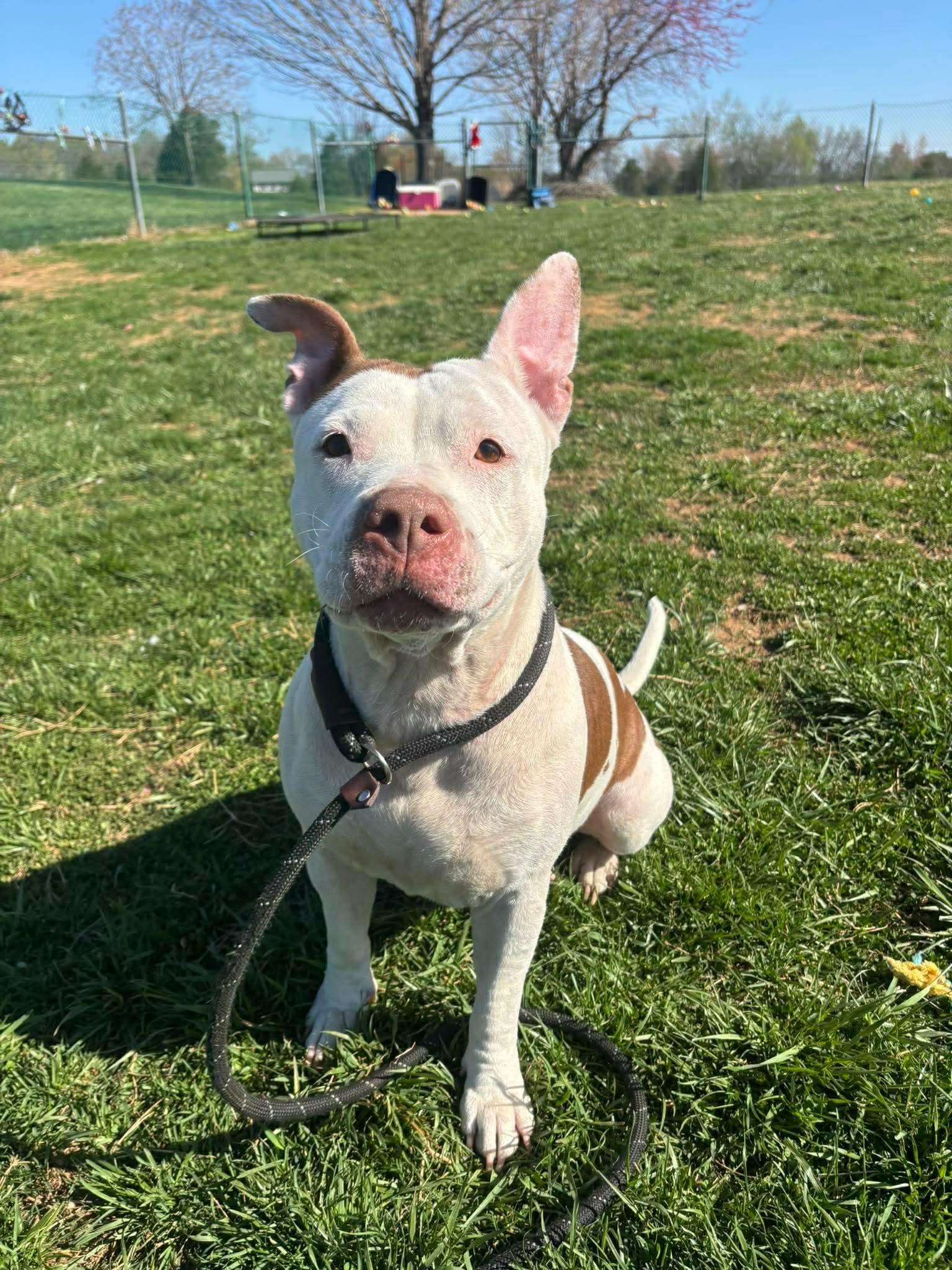 Enlarge Misty, a ADOPTABLE Pit Bull Terrier in Culpeper, VA image 6/6