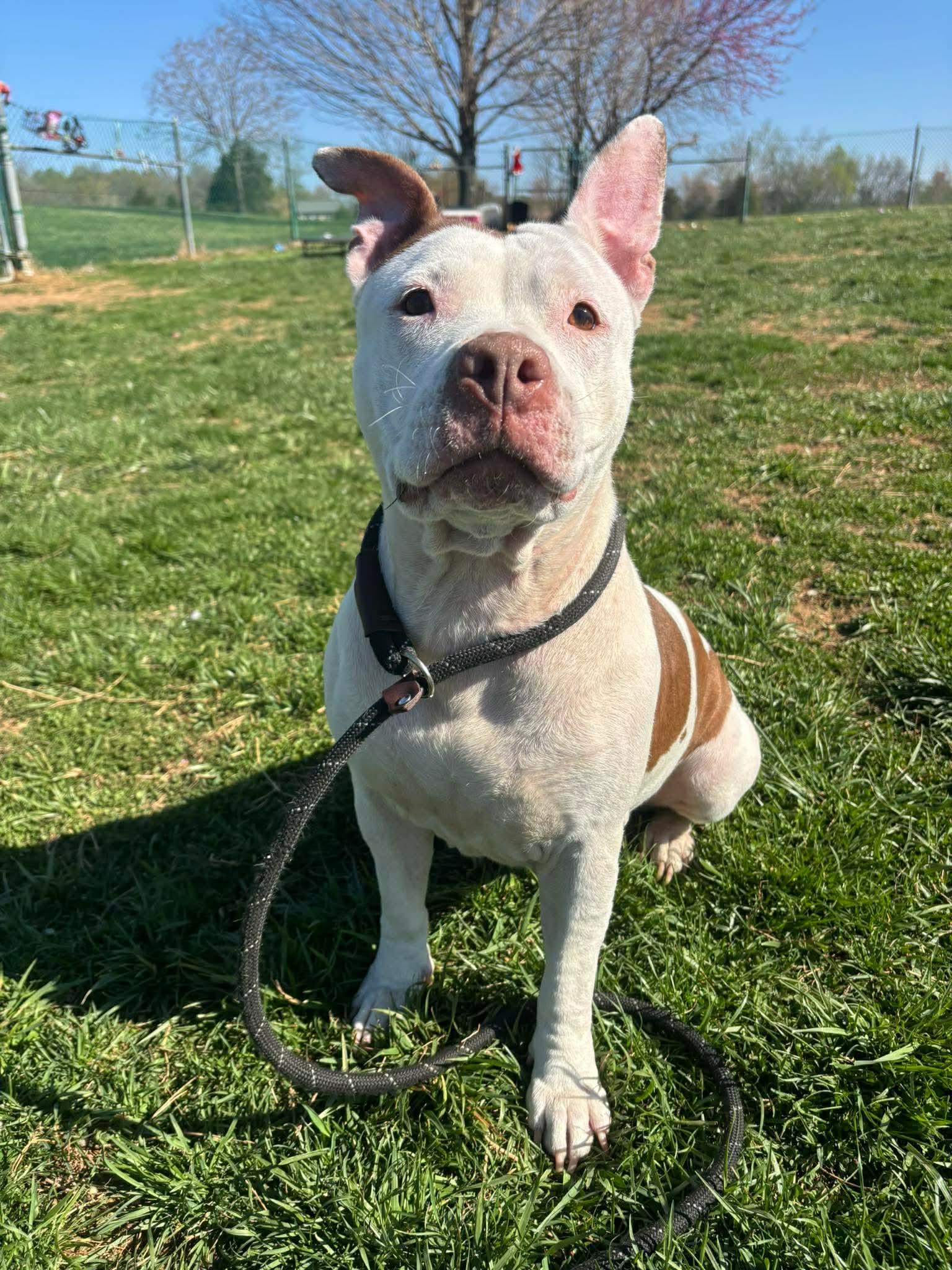 Misty, ADOPTABLE, Young Female Pit Bull Terrier.