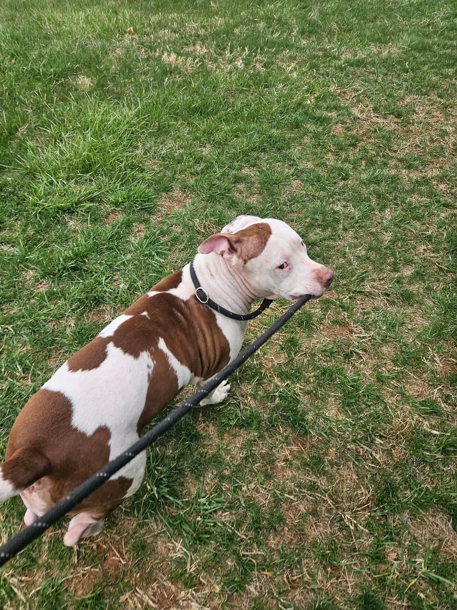 Enlarge Misty, a ADOPTABLE Pit Bull Terrier in Culpeper, VA image 3/6