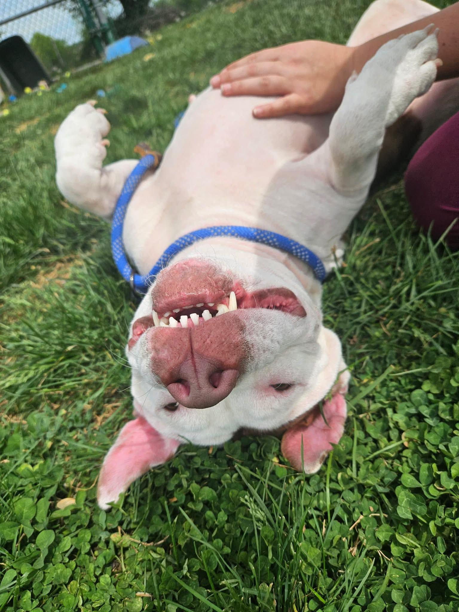 Enlarge Misty, a ADOPTABLE Pit Bull Terrier in Culpeper, VA image 2/6