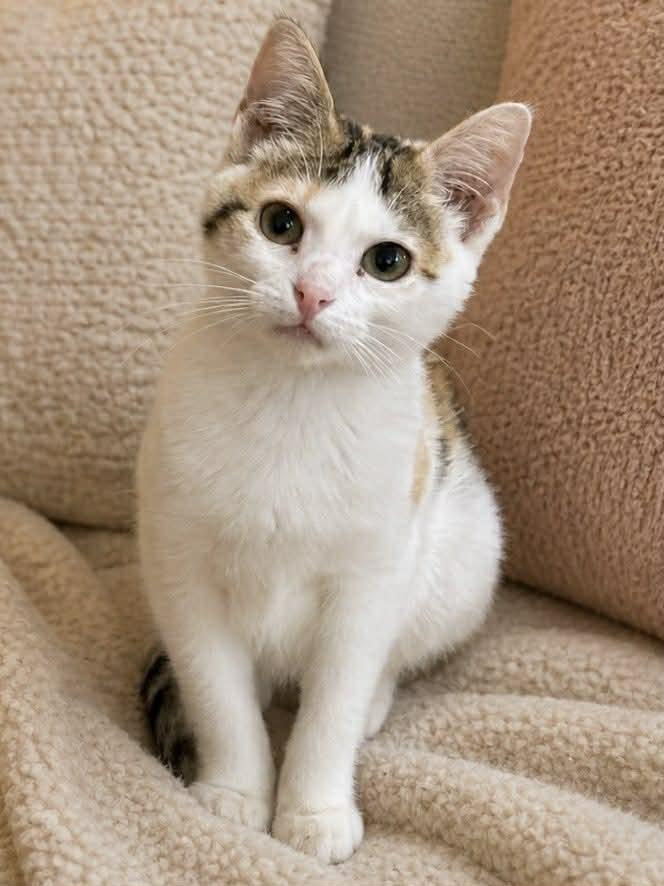 Enlarge Cassie, an adopted Domestic Short Hair in Sioux Falls, SD image 1/2