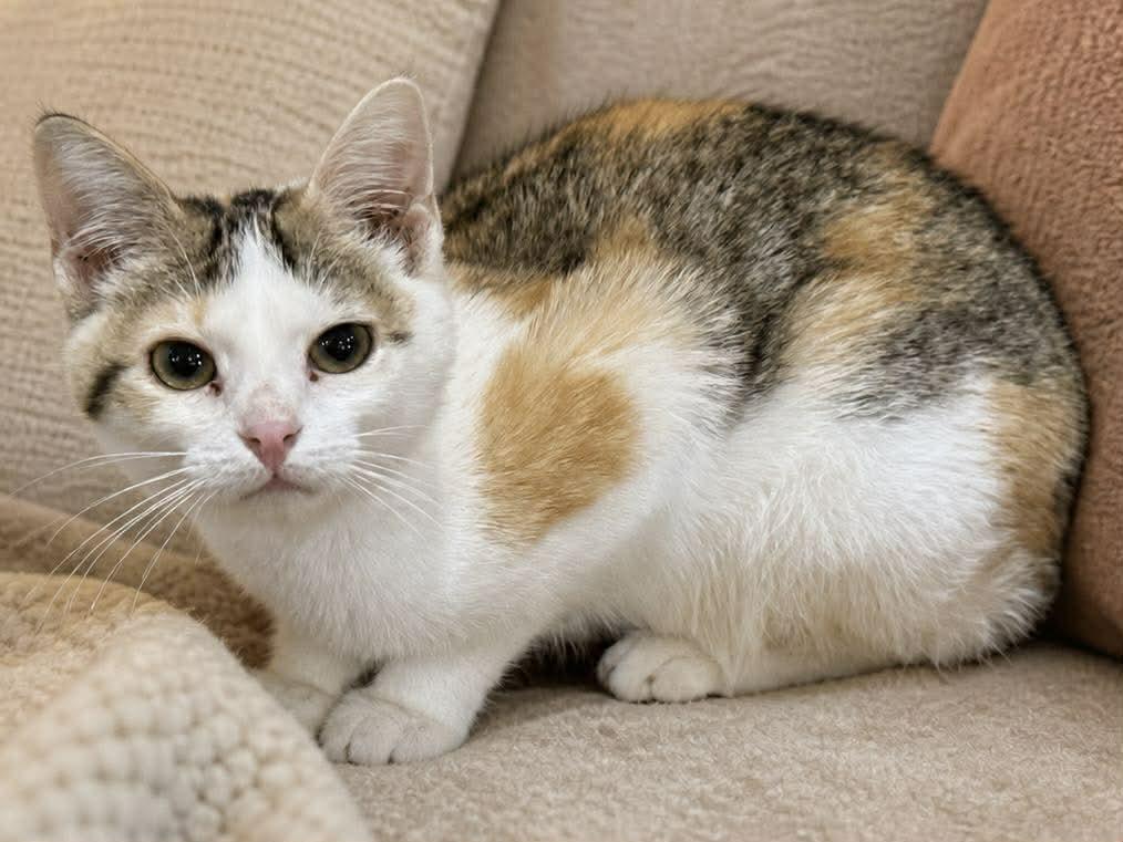 Enlarge Cassie, an adopted Domestic Short Hair in Sioux Falls, SD image 2/2