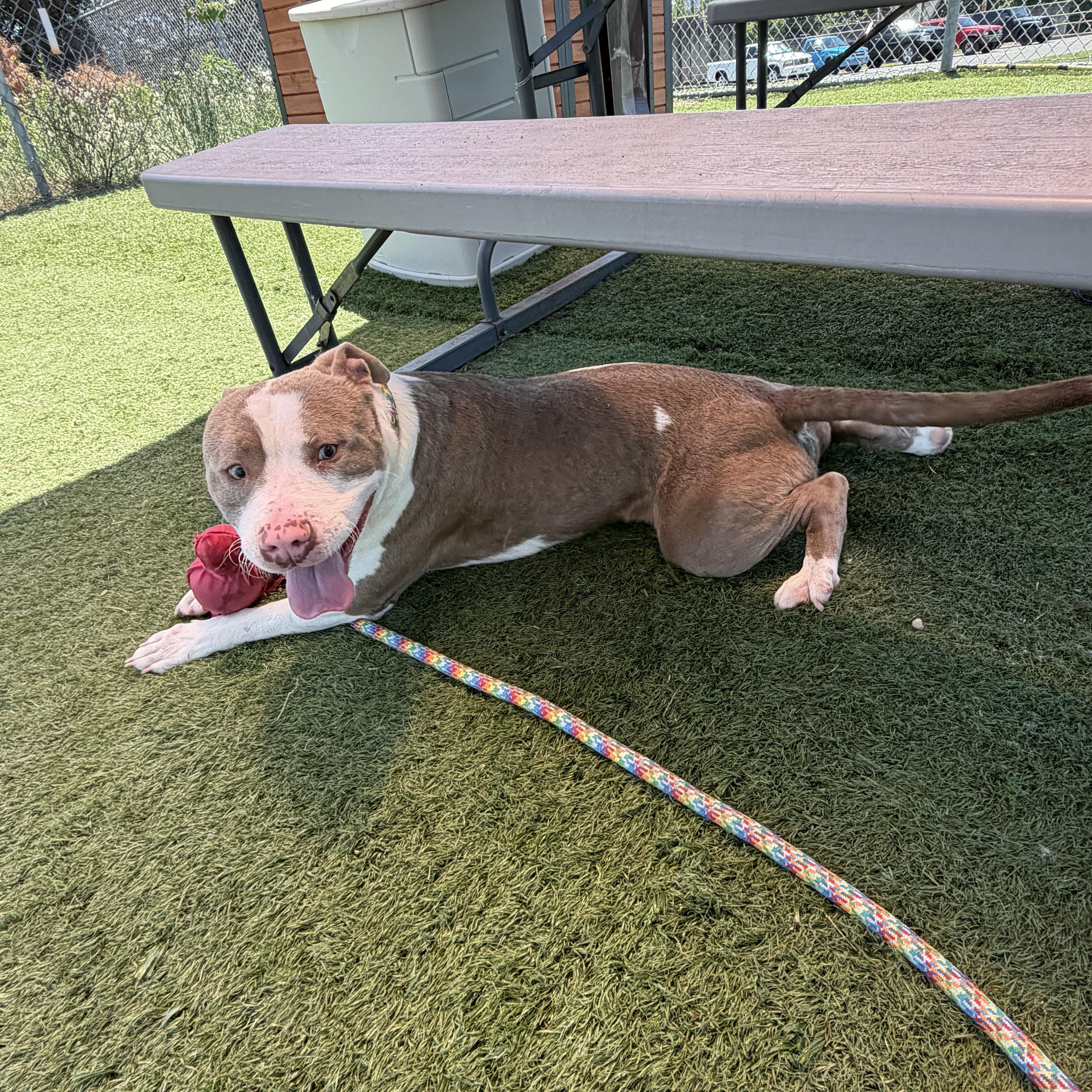 Enlarge Boo, an adopted mixed breed in Albemarle, NC image 3/4