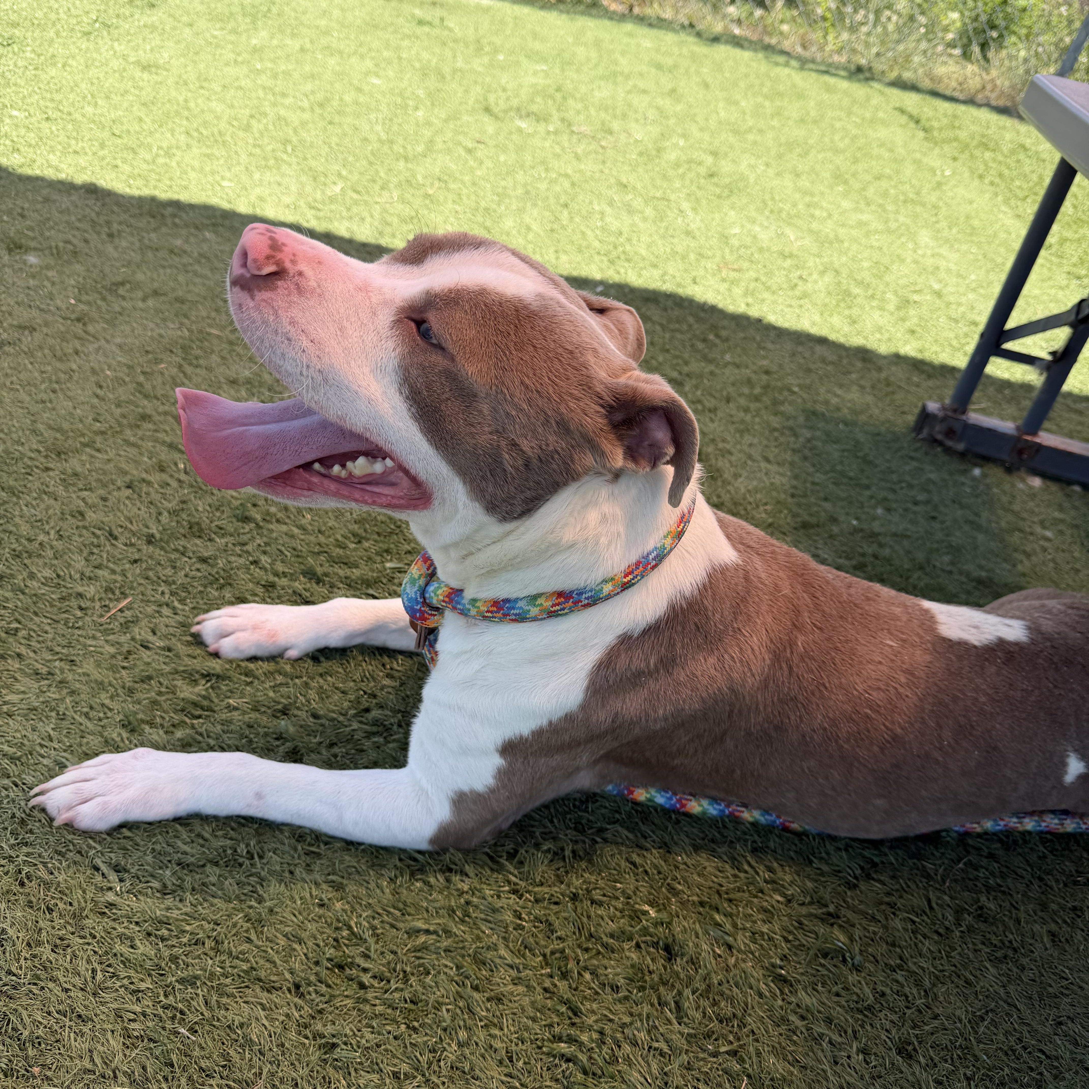 Enlarge Boo, an adopted mixed breed in Albemarle, NC image 2/4