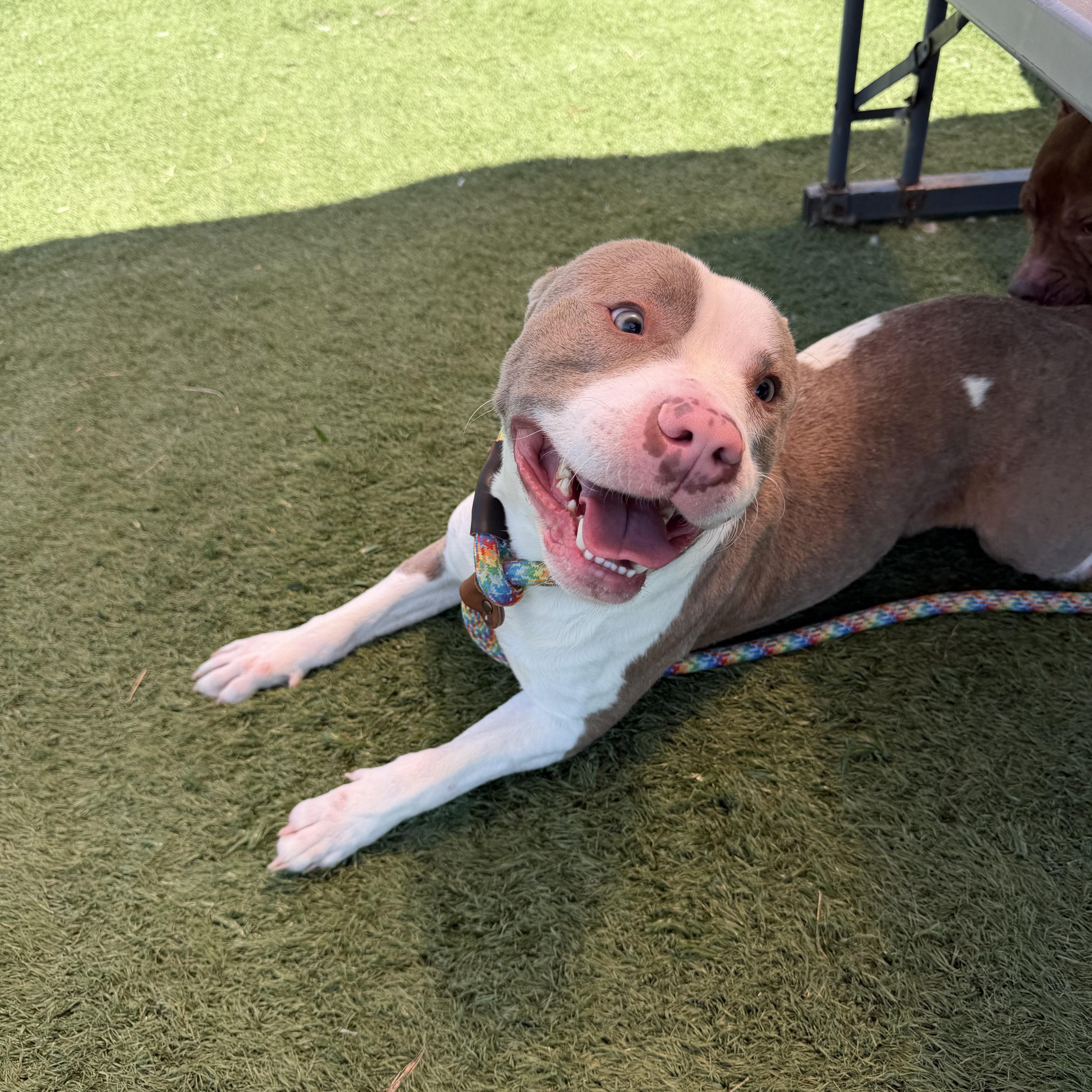 Boo, ADOPTABLE, Adult Male Pit Bull Terrier.