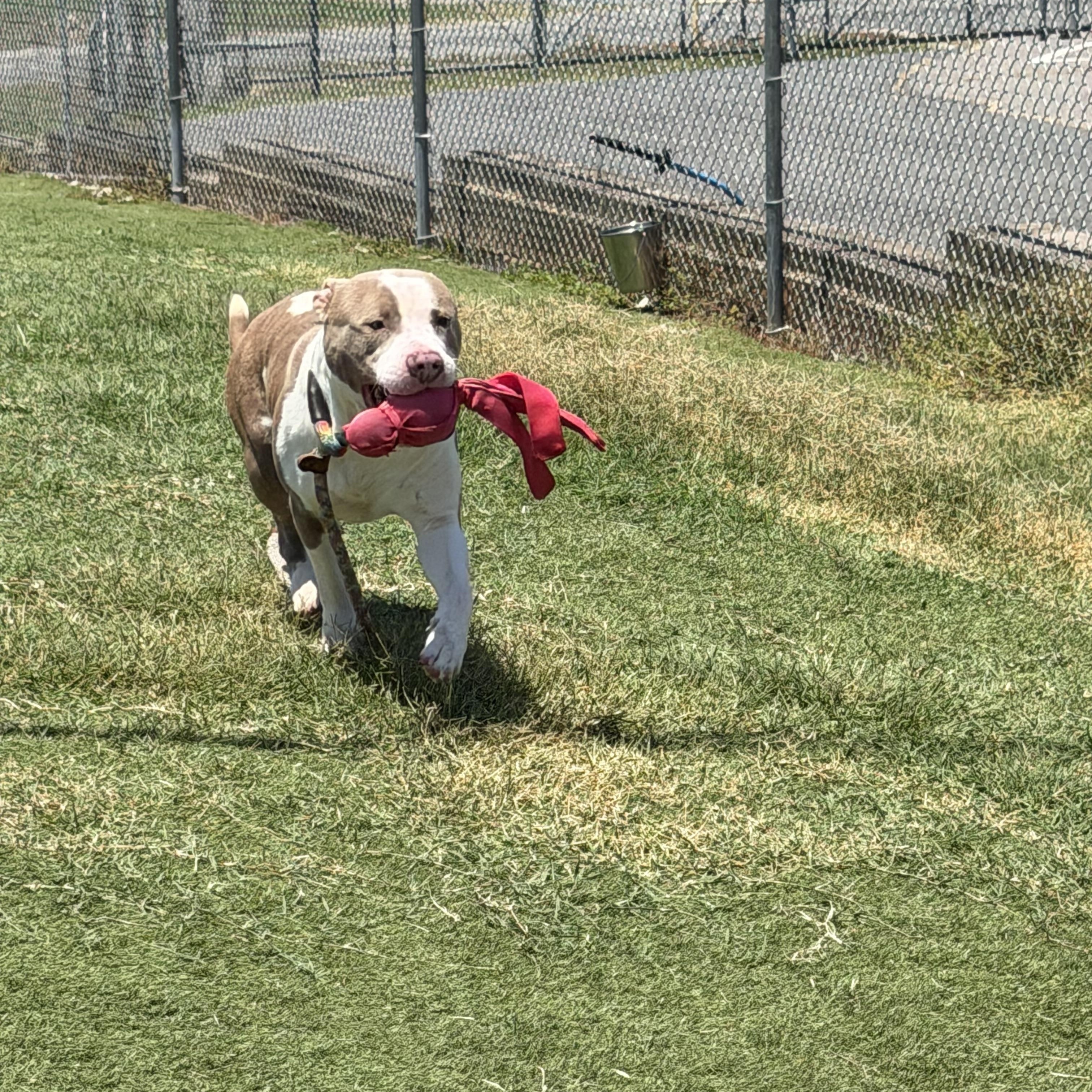 Enlarge Boo, an adopted mixed breed in Albemarle, NC image 4/4