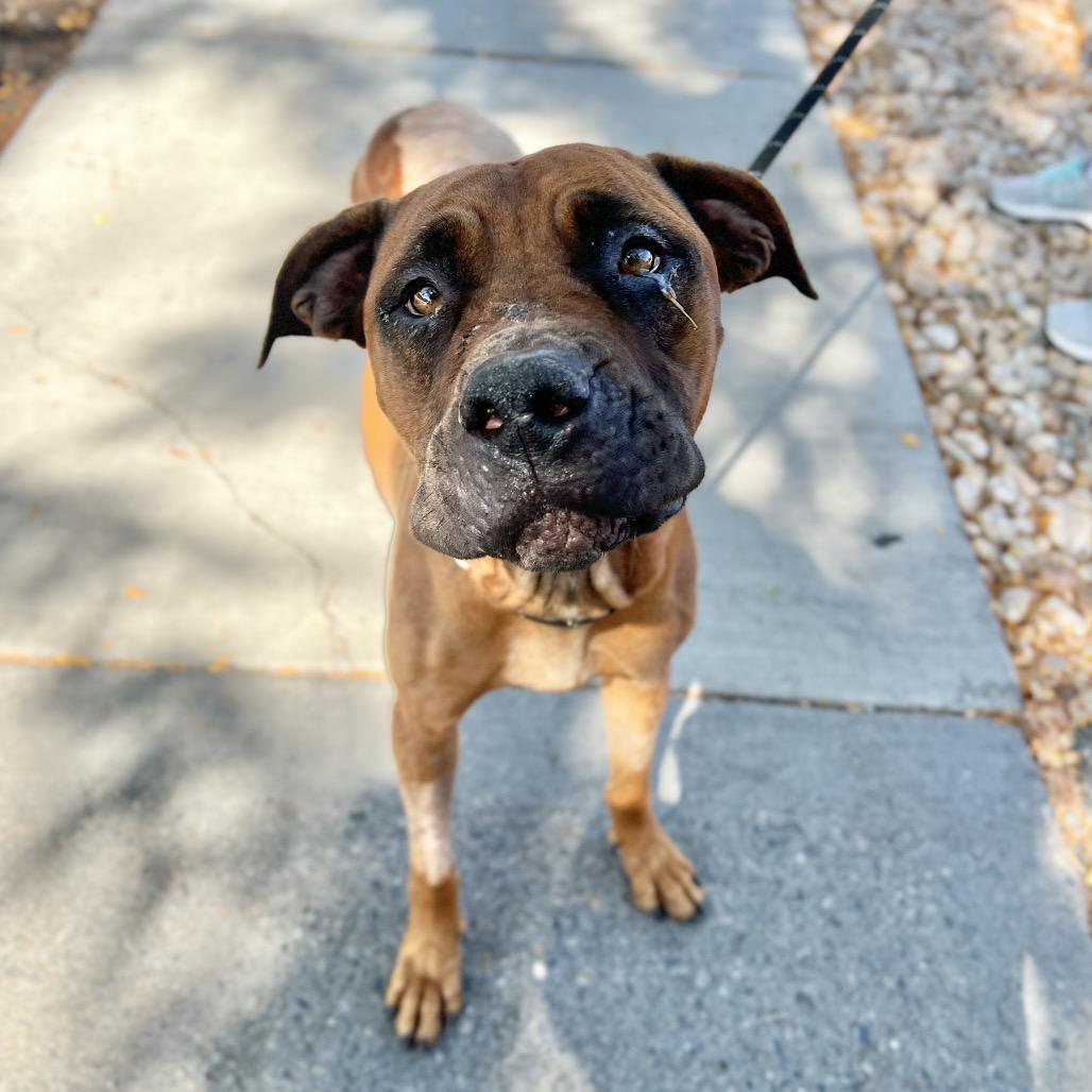 Enlarge Franny, a Adoptable mixed breed in Salt Lake City, UT image 1/1