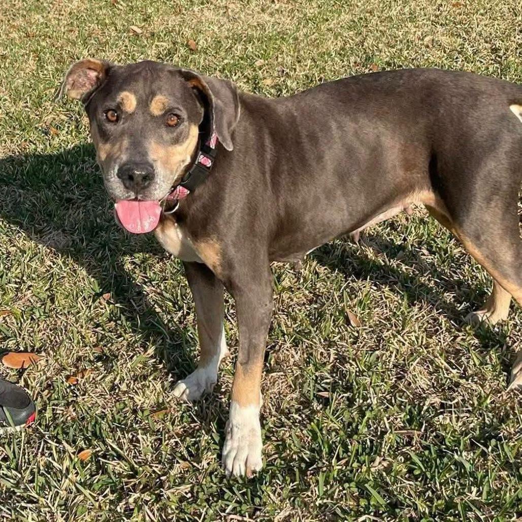 Enlarge Miracle, a Adoptable Pit Bull Terrier in Beaumont, TX image 1/6