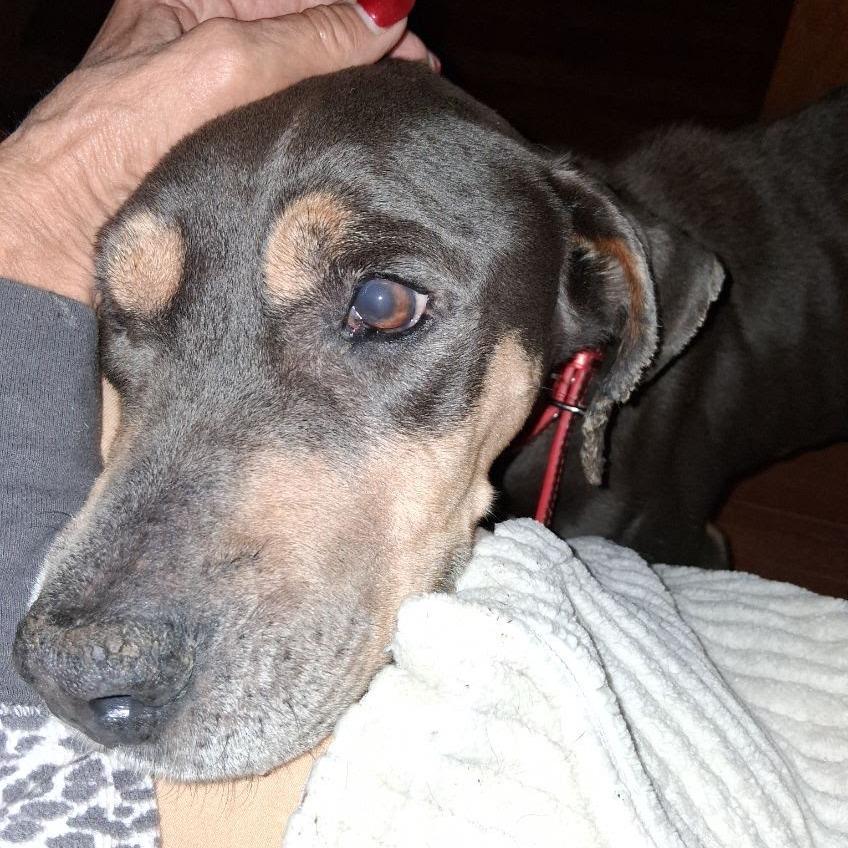 Miracle, Adoptable, Senior Female Pit Bull Terrier.