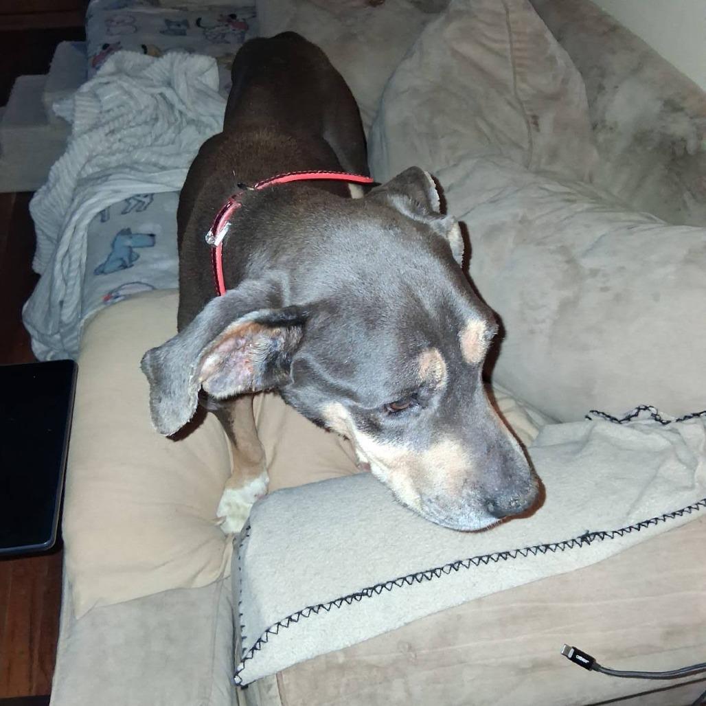 Enlarge Miracle, a Adoptable Pit Bull Terrier in Beaumont, TX image 2/6