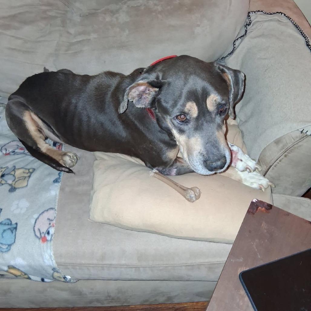 Enlarge Miracle, a Adoptable Pit Bull Terrier in Beaumont, TX image 3/6