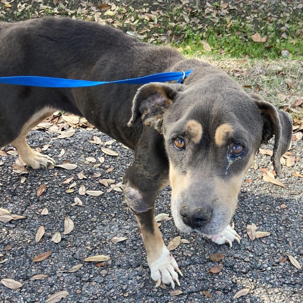 Enlarge Miracle, a Adoptable Pit Bull Terrier in Beaumont, TX image 4/6