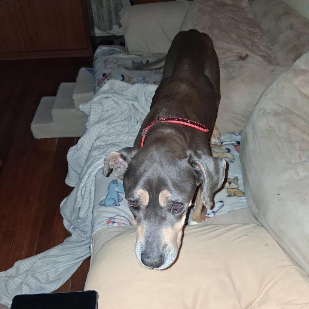 Enlarge Miracle, a Adoptable Pit Bull Terrier in Beaumont, TX image 5/6