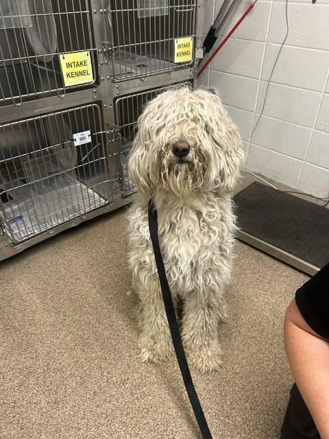 Gus, Adoptable, Adult Male Standard Poodle & Golden Retriever.