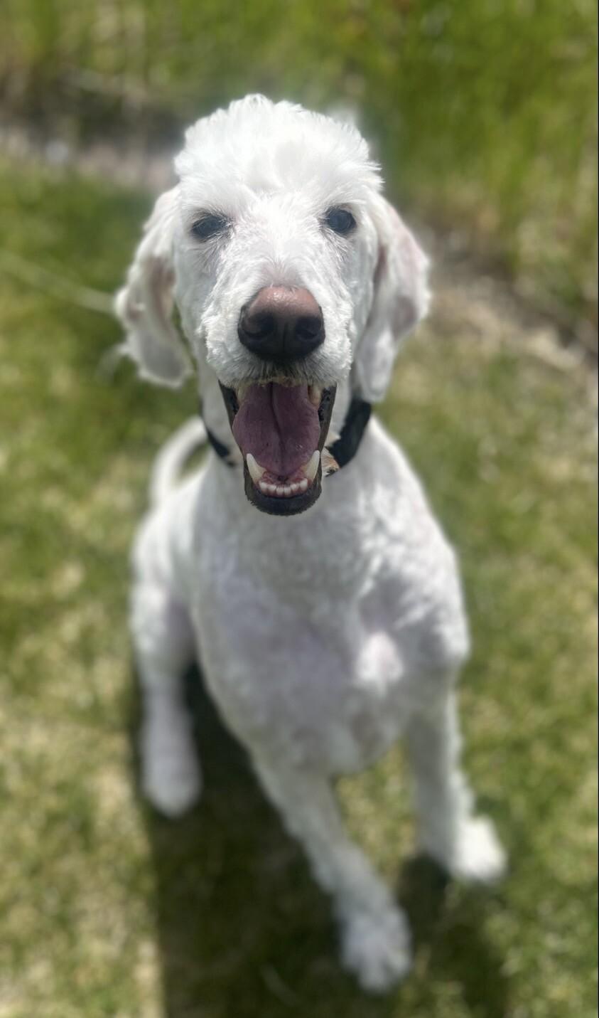 Enlarge Gus, a Adoptable mixed breed in Fruit Heights, UT image 2/4