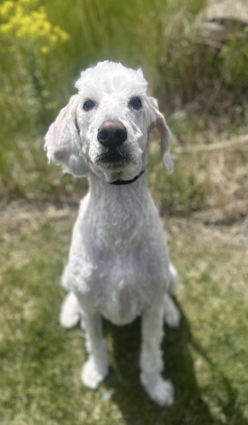 Enlarge Gus, a Adoptable mixed breed in Fruit Heights, UT image 3/4