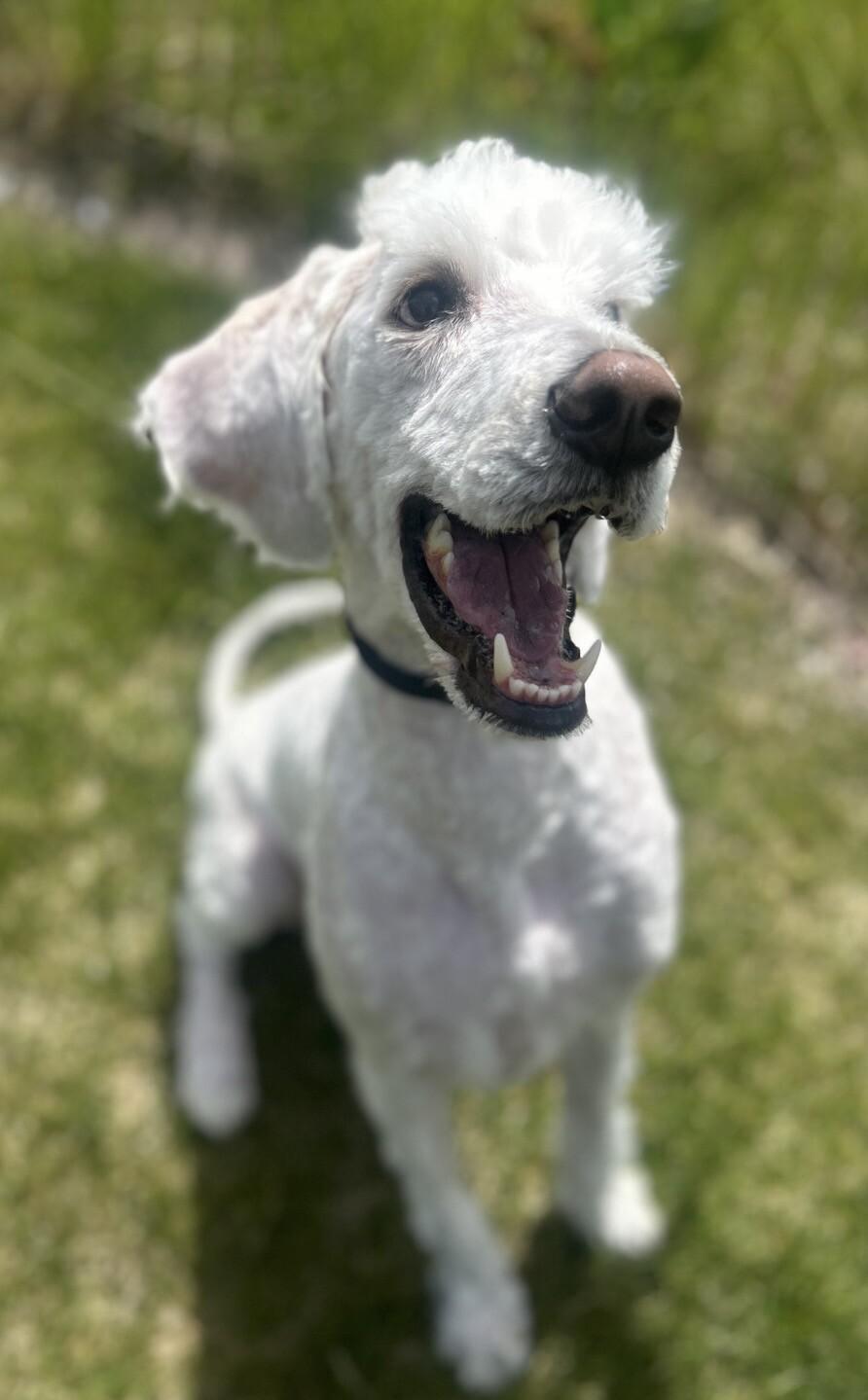 Enlarge Gus, a Adoptable mixed breed in Fruit Heights, UT image 4/4