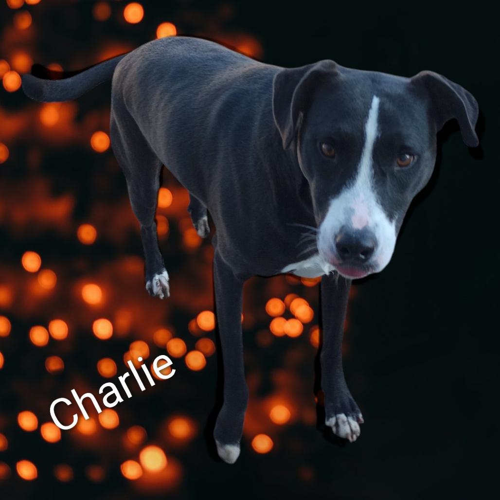 CHARLIE, Adoptable, Adult Female Black Labrador Retriever & Border Collie.