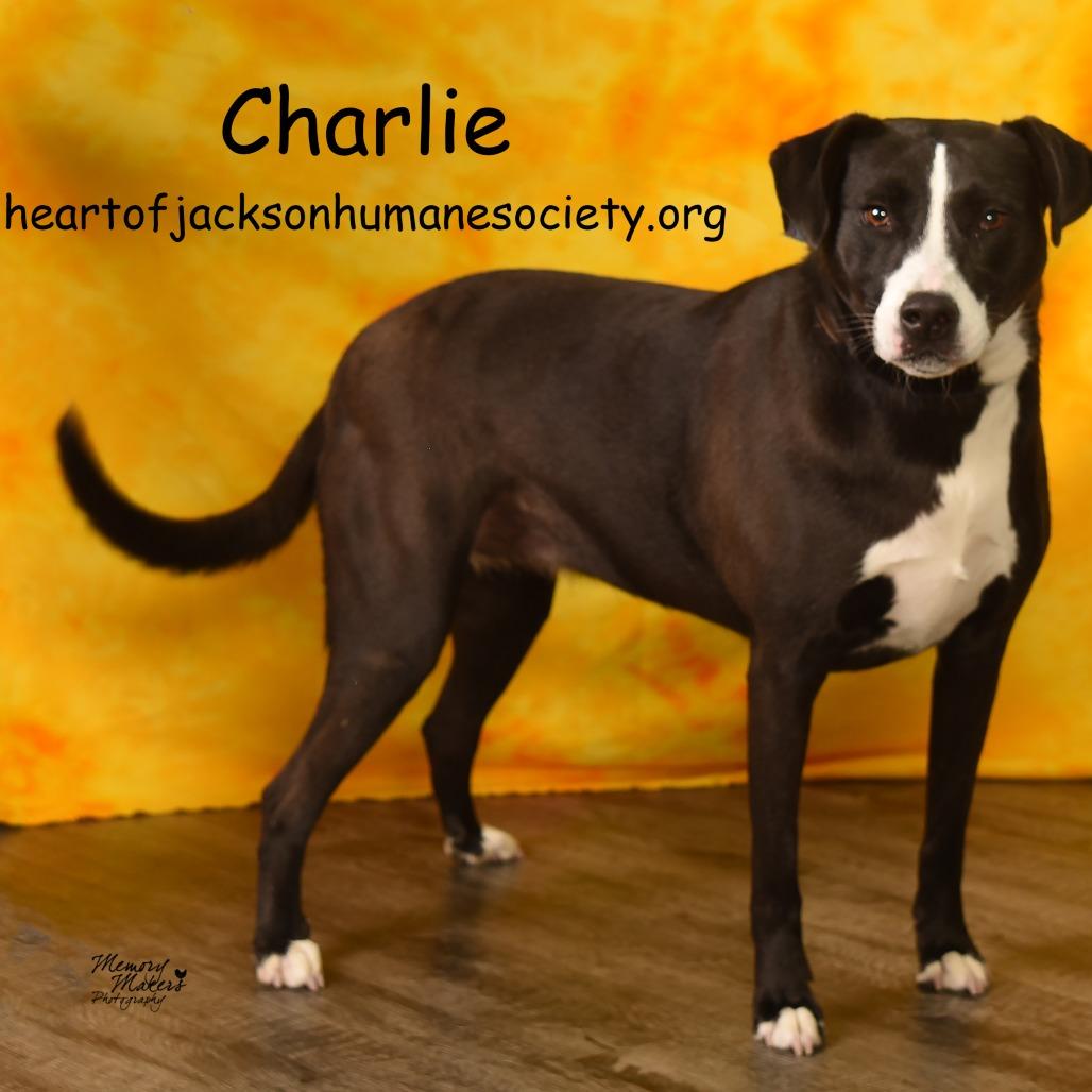 Enlarge CHARLIE, a Adoptable mixed breed in Holton, KS image 2/3