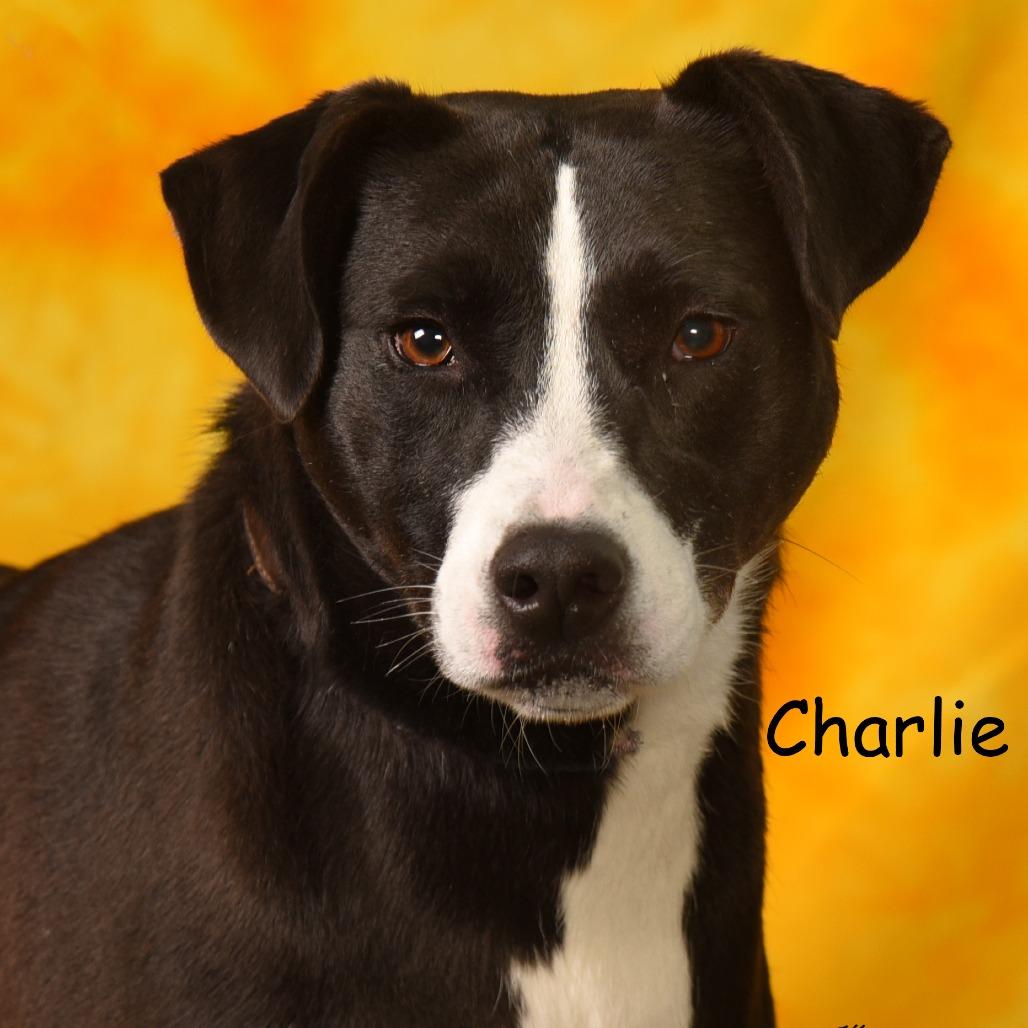 Enlarge CHARLIE, a Adoptable mixed breed in Holton, KS image 3/3