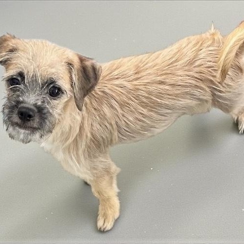 Calypso, a ADOPTABLE mixed breed in Los Angeles, CA image 2/2