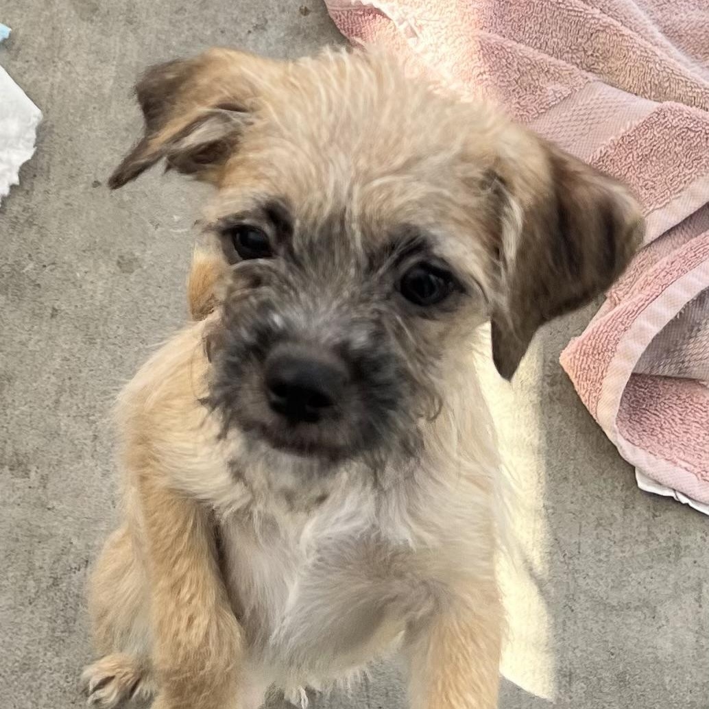 Calypso, ADOPTABLE, Puppy Male Terrier & Chihuahua.