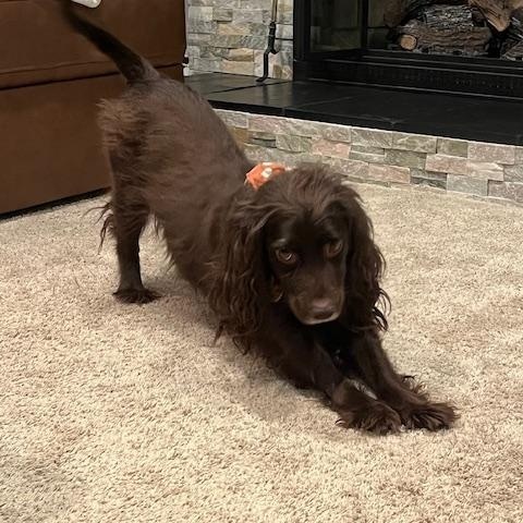 Coco, ADOPTABLE, Adult Female Spaniel.