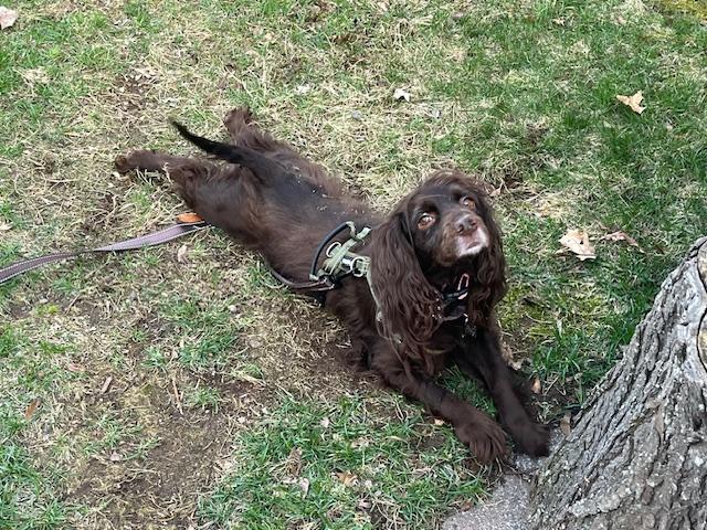 Enlarge Coco, a ADOPTABLE mixed breed in Marion, MA image 4/4
