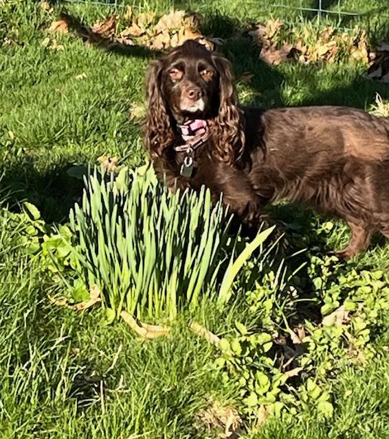 Enlarge Coco, a ADOPTABLE mixed breed in Marion, MA image 2/4