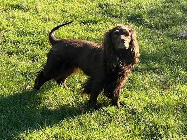 Enlarge Coco, a ADOPTABLE mixed breed in Marion, MA image 3/4