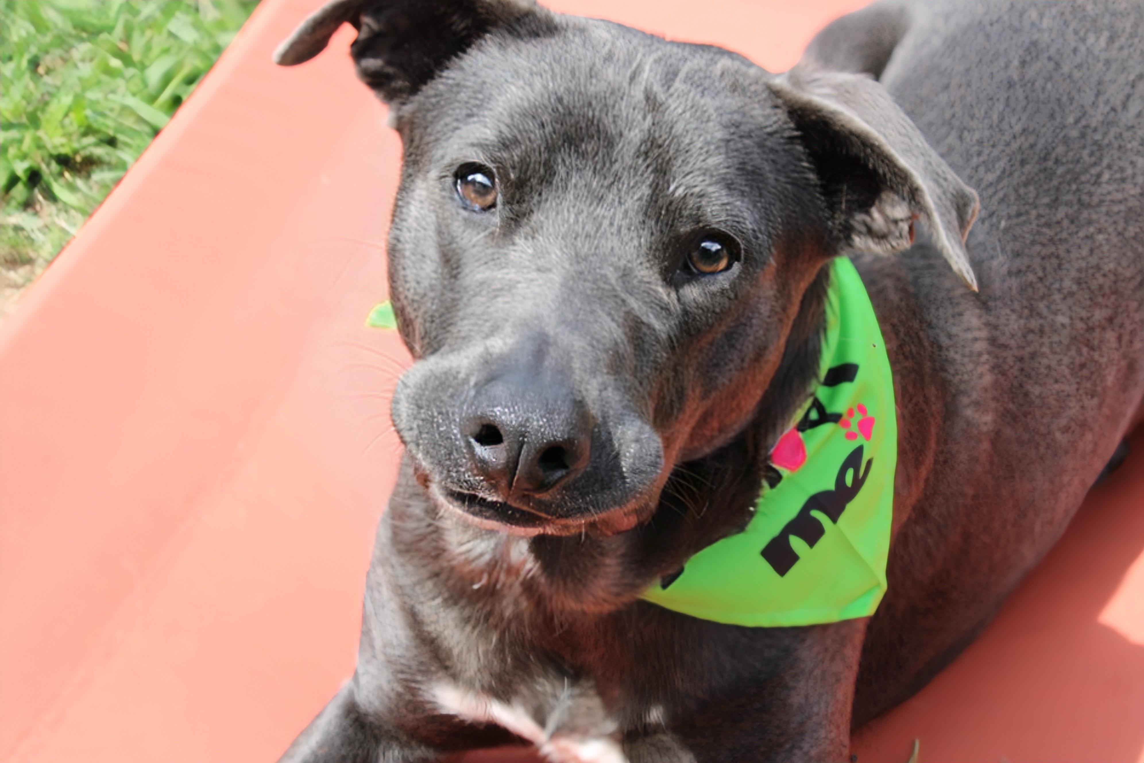 Enlarge Rocky, a Adoptable mixed breed in Fort Worth, TX image 1/6