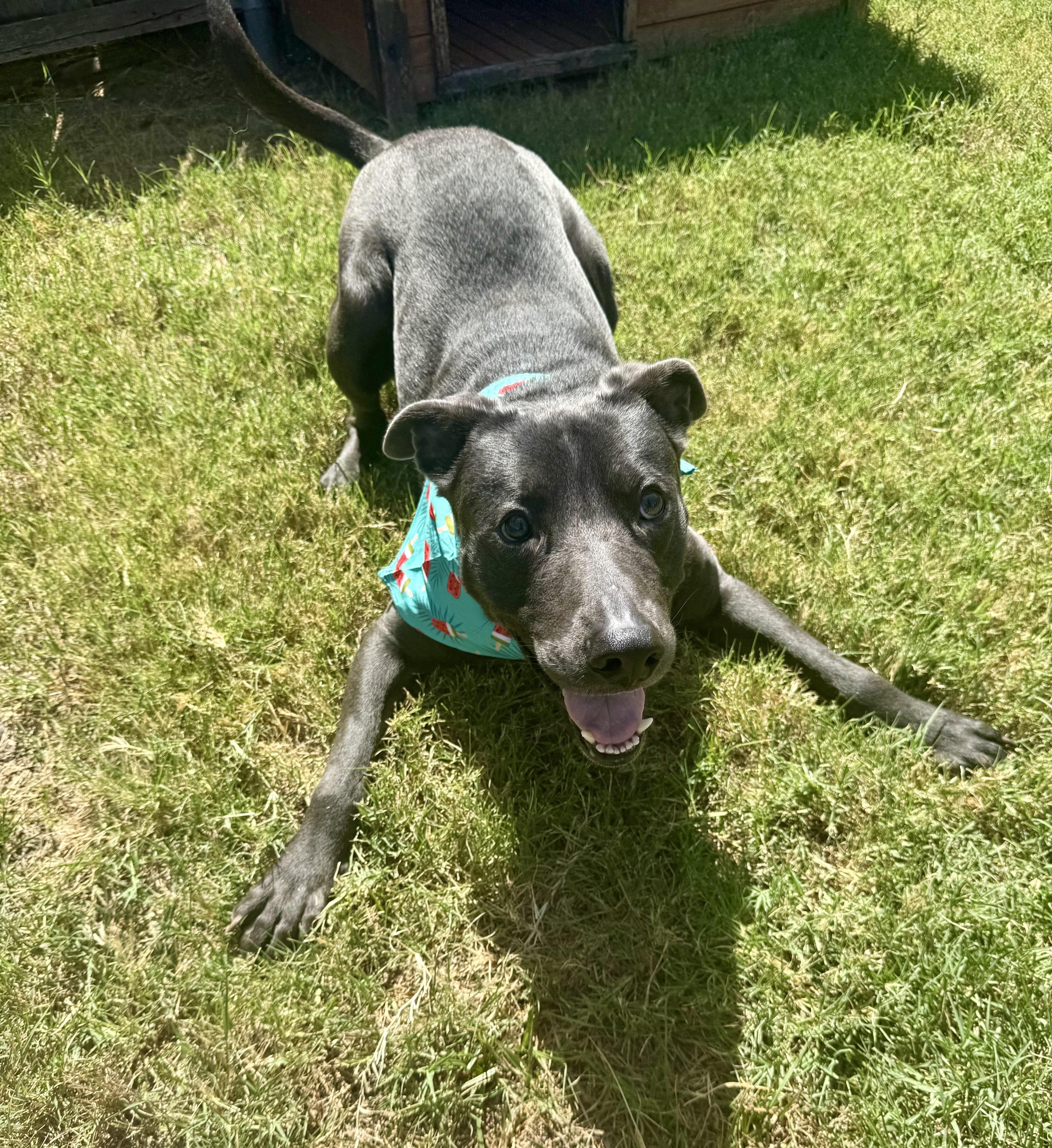 Enlarge Rocky, a Adoptable mixed breed in Fort Worth, TX image 2/6