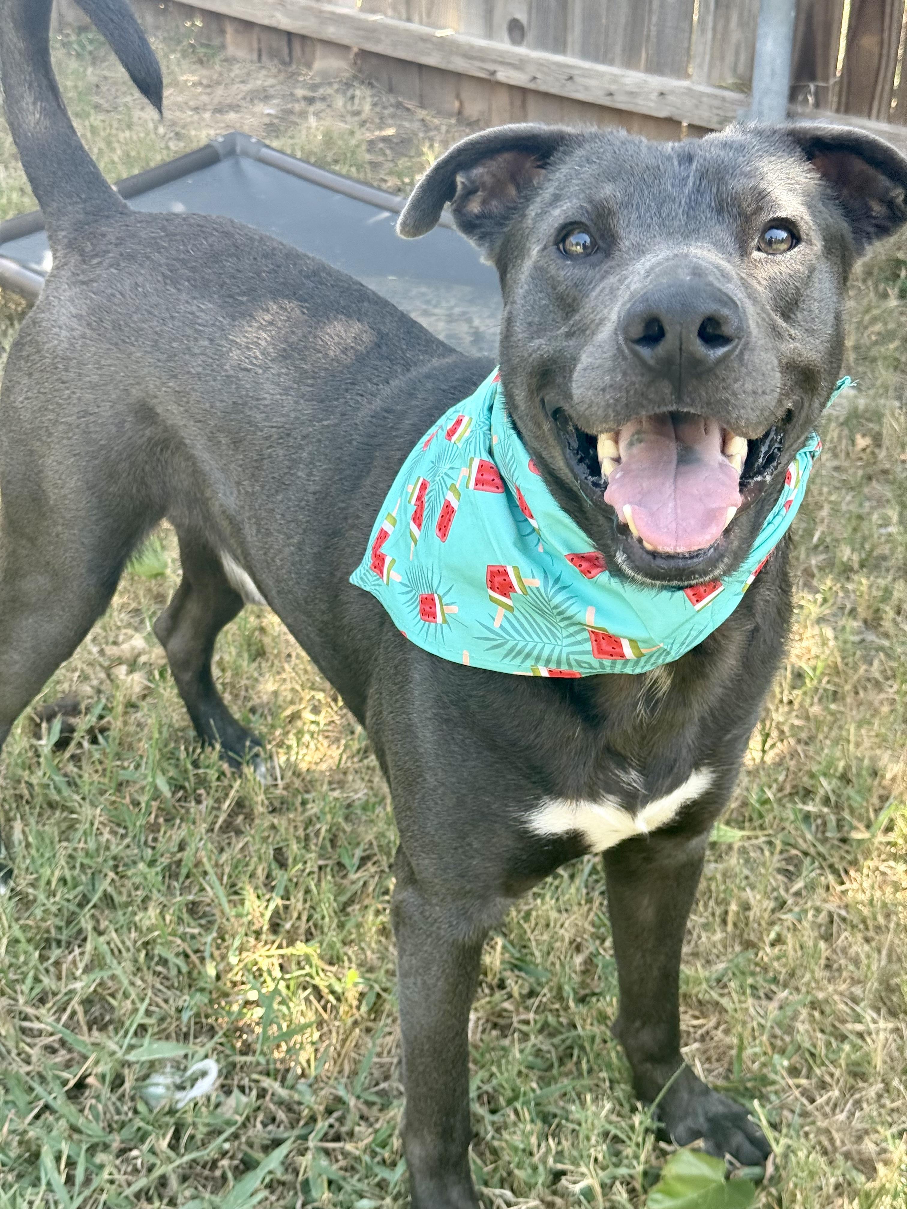 Enlarge Rocky, a Adoptable mixed breed in Fort Worth, TX image 3/6