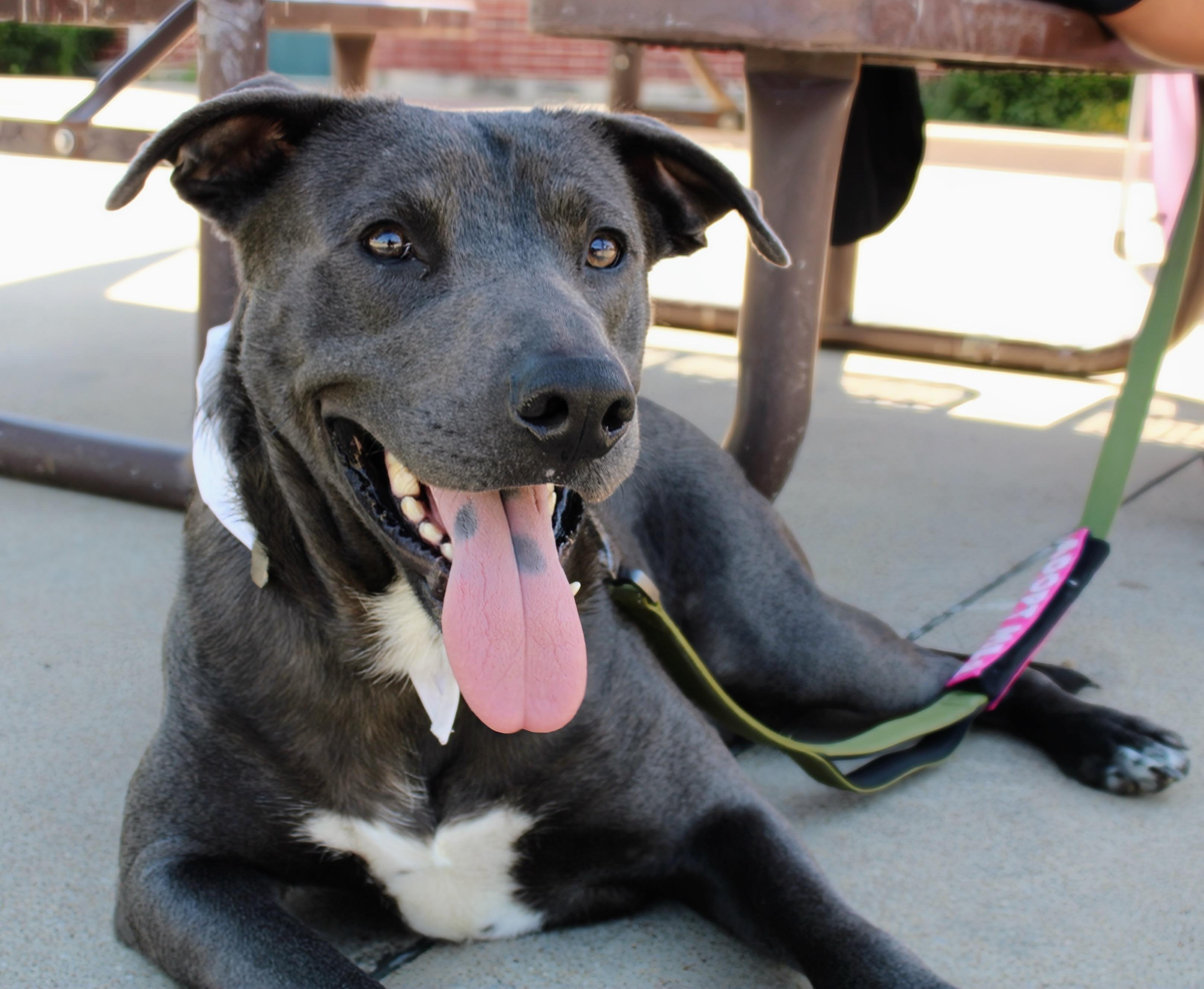 Enlarge Rocky, a Adoptable mixed breed in Fort Worth, TX image 4/6