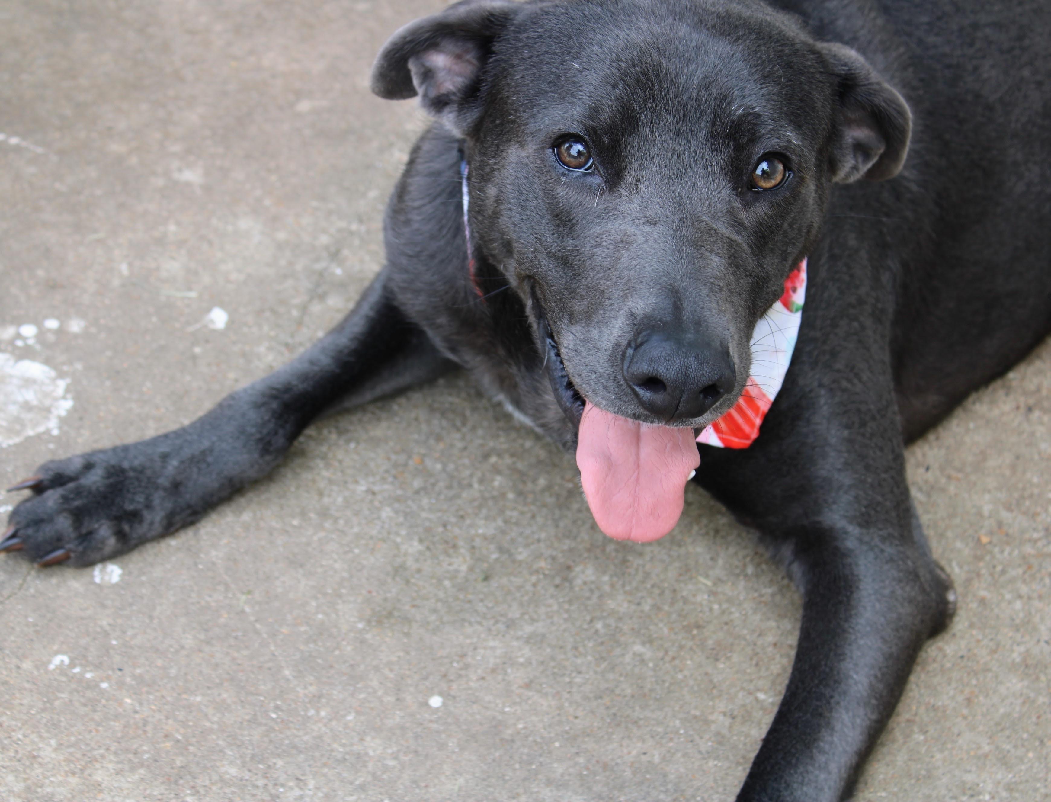 Enlarge Rocky, a Adoptable mixed breed in Fort Worth, TX image 5/6
