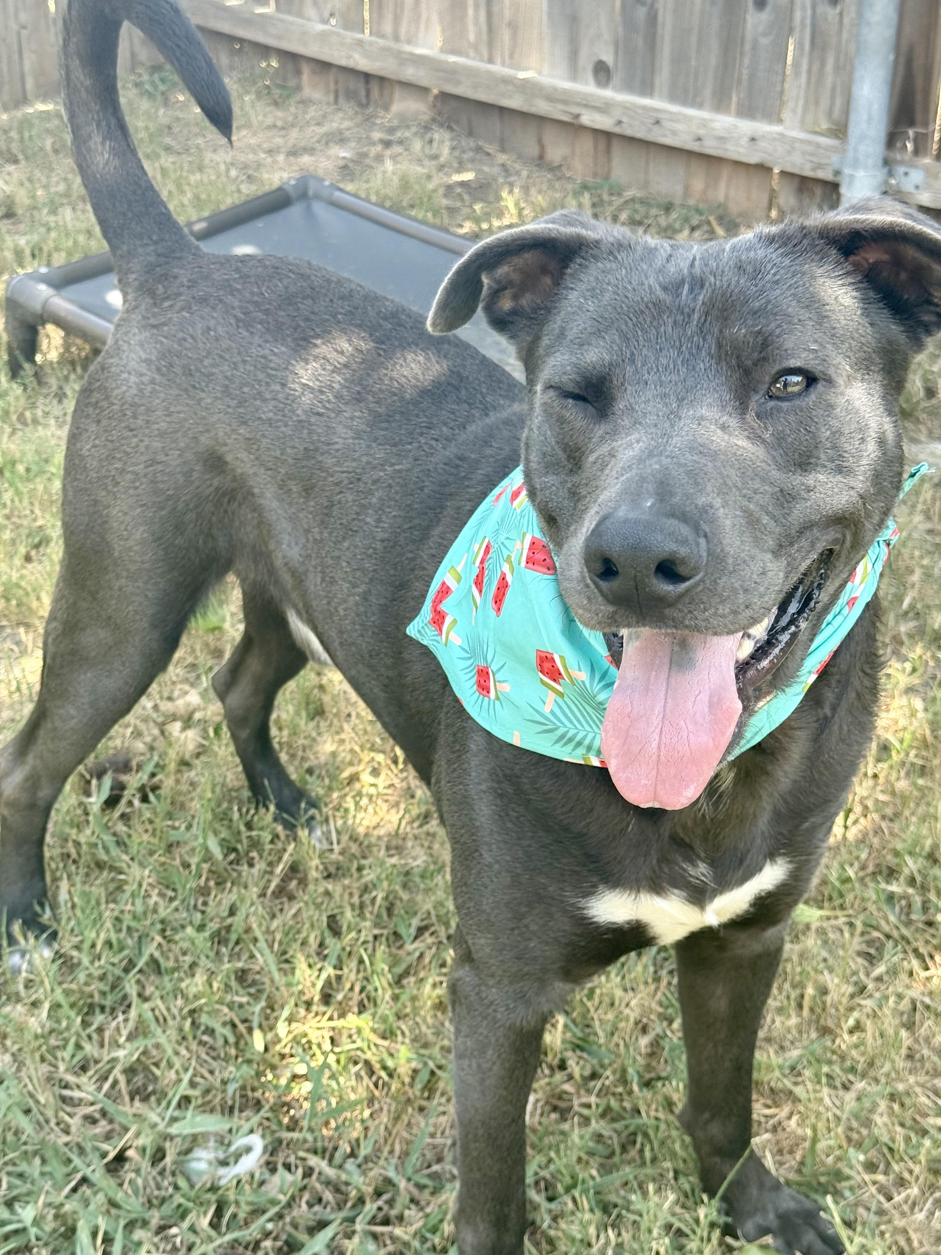 Enlarge Rocky, a Adoptable mixed breed in Fort Worth, TX image 6/6