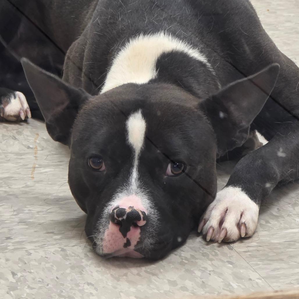 Enlarge Boulder, a Adoptable Pit Bull Terrier in Chatham, VA image 2/2
