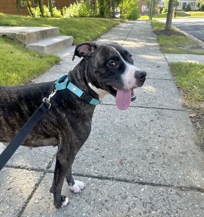 Enlarge Nyala, a Adoptable mixed breed in Washington, DC image 1/3