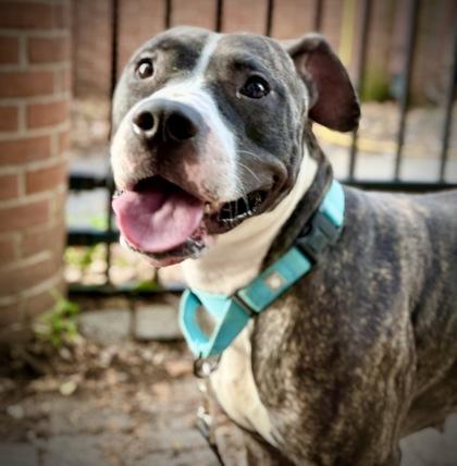 Enlarge Nyala, a Adoptable mixed breed in Washington, DC image 2/3