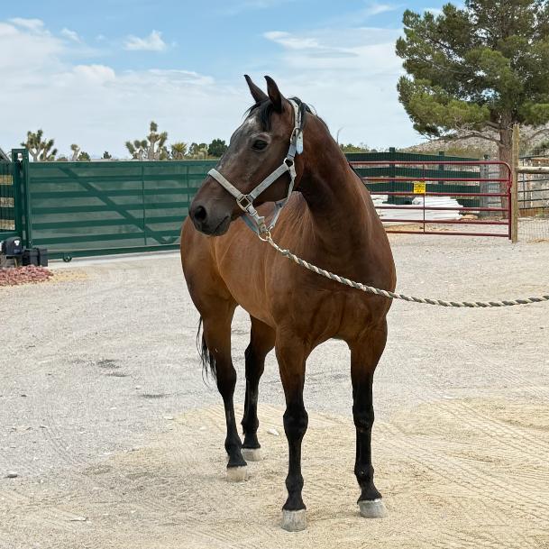 Cowboy, Adoptable, Senior Male Quarterhorse.