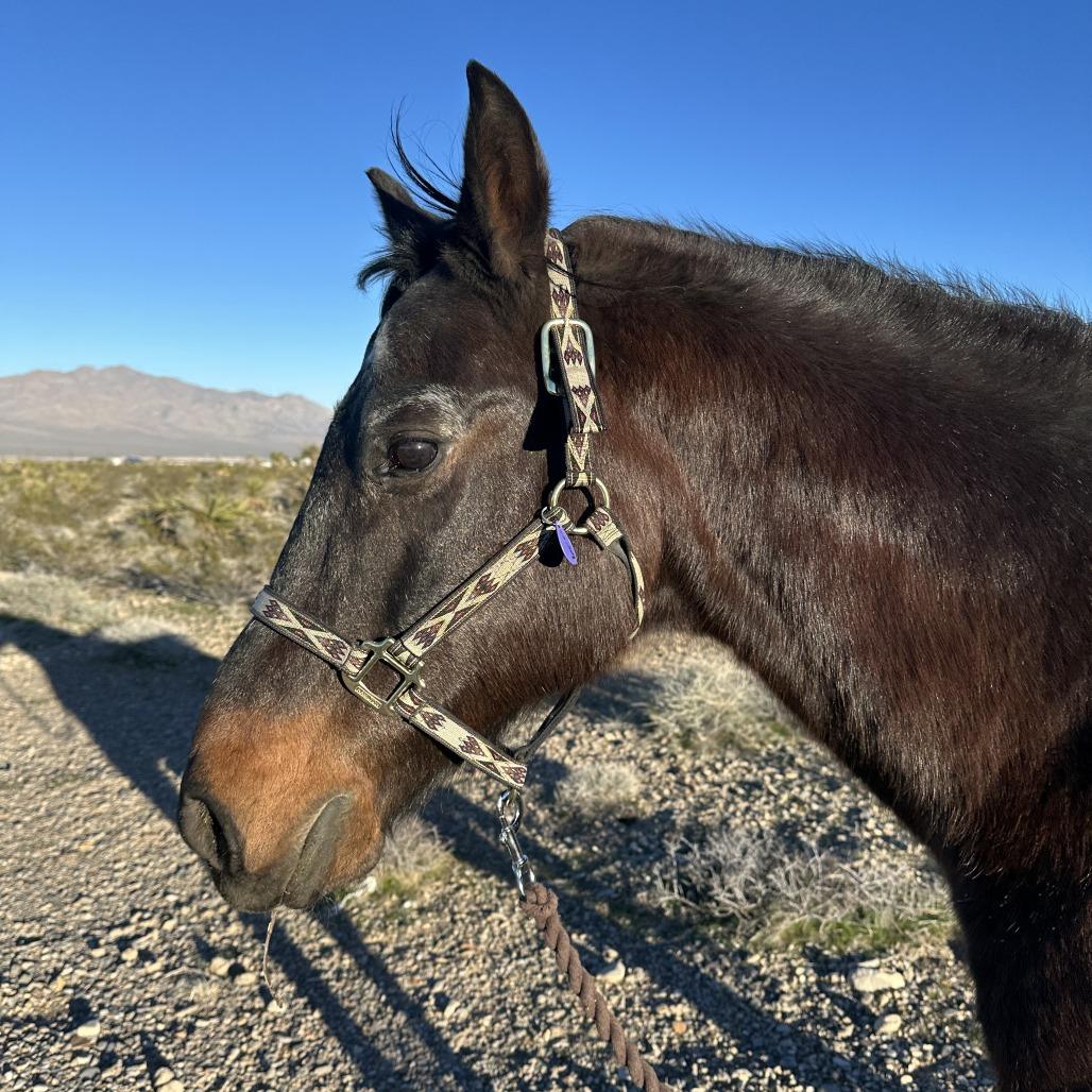 Cowboy, a Adoptable Quarterhorse in Las Vegas, NV image 2/2