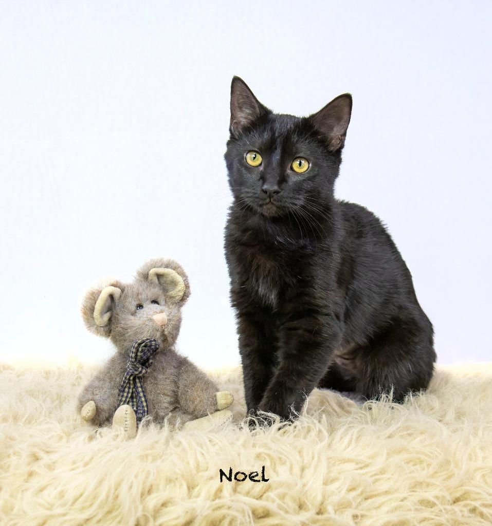 Noel, Adoptable, Young Female Domestic Short Hair.