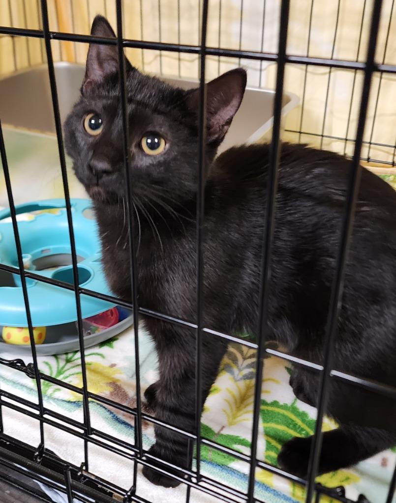 Noel, Adoptable, Young Female Domestic Short Hair.