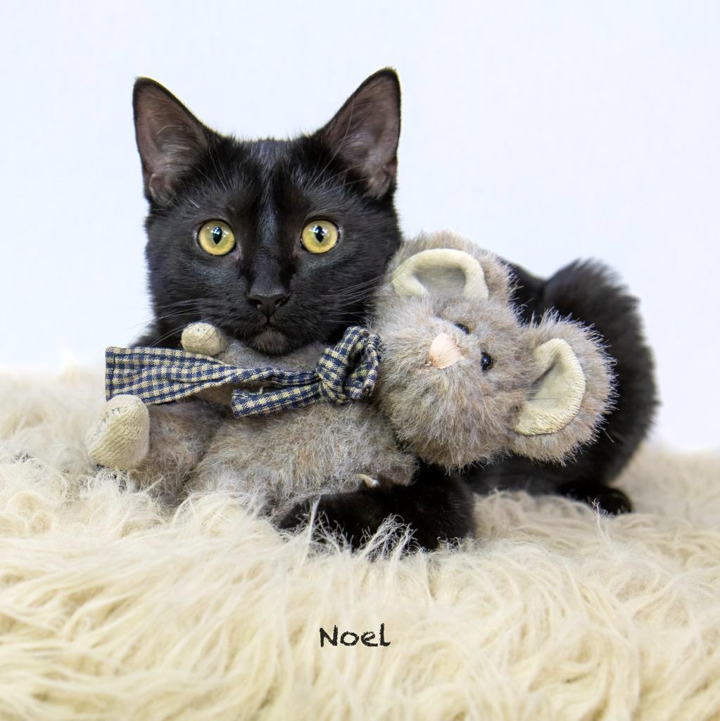 Noel, a Adoptable mixed breed in Hot Springs Village, AR image 2/3